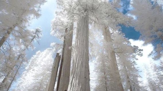 美國三藩市-優勝美地國家公園+帝王峽谷-包車-精選