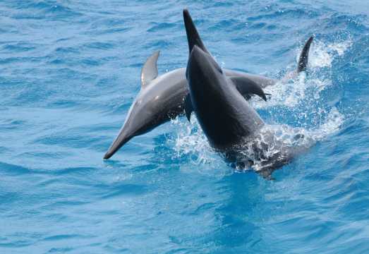Dolphin watching with Underwater Observatory