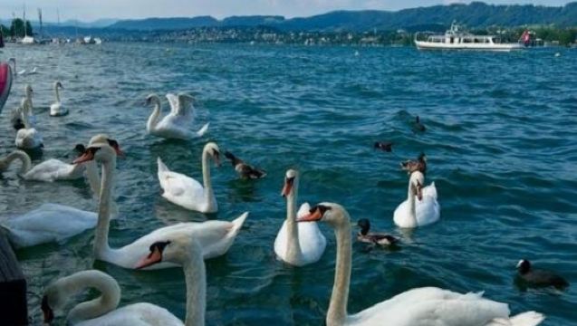 瑞士+蘇黎世湖+林登霍夫山一日遊/行程可調-隨性而行