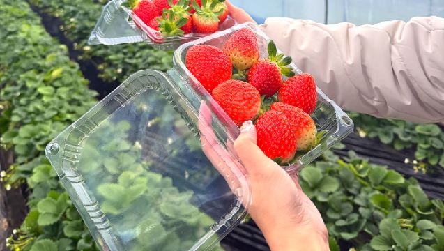 ソウル発：論山いちご桜祭り体験