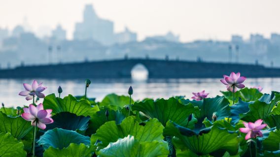 1-day tour to Hangzhou West Lake and tea village from Shanghai