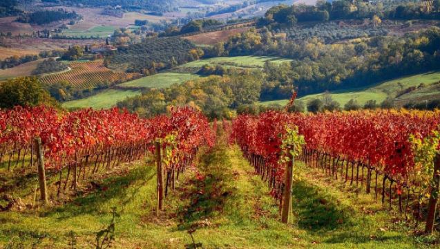 Florence: Tuscany Chianti Winery Private Day-Trip with Lunch