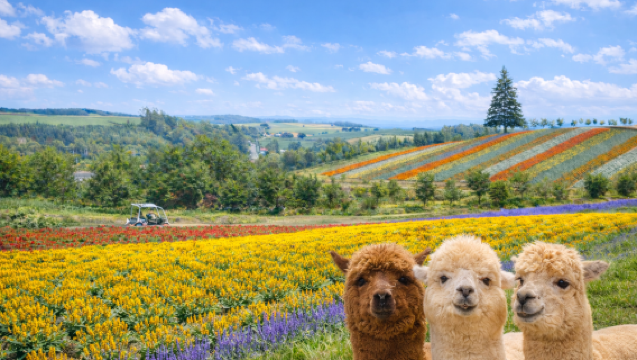 Hokkaido: Furano Panoramic Flower Gardens Shikisai-no-oka & Shirogane Blue Pond (Aoiike) & Christmas Tree Photo Spot 1-day Tour with Chinese/English Guide