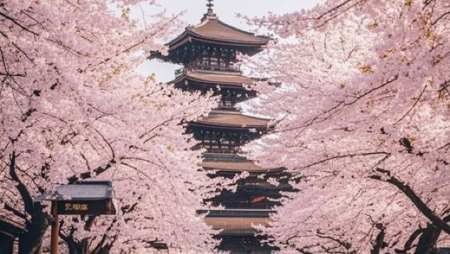 Tokyo Skytree + Sensō-ji + Ueno Park + Akihabara + Tokyo Station + Ginza