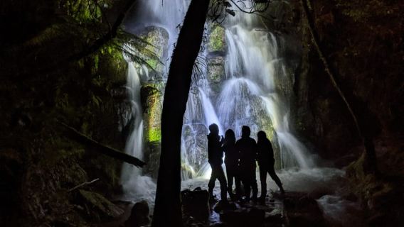Rotorua: Nocturnal Glow-Worm Adventure Tour with a Guide