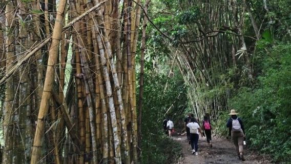 Minca: Hidden Waterfall + Coffee and Cocoa Workshop