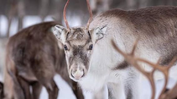 Svolvær: Sami-Kultur und Rentier-Erlebnis