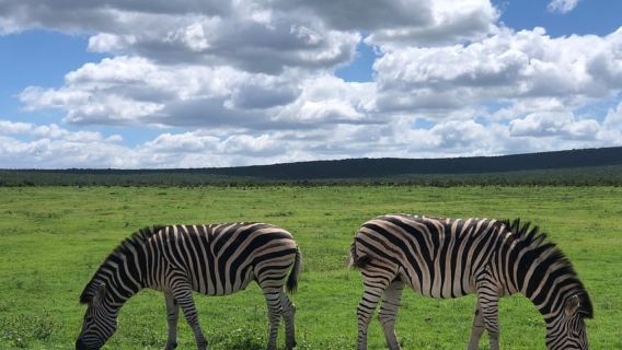 Gqeberha: Park View Game Drive at Schotia Safaris