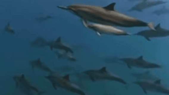 Wild Dolphin Encounter & Snorkeling Adventure – Mauritius.