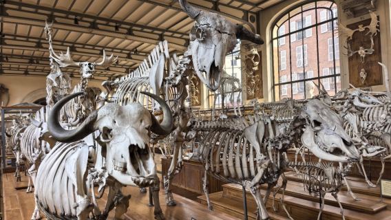 Paris·Paris naturhistoriska museum - guidning med guide