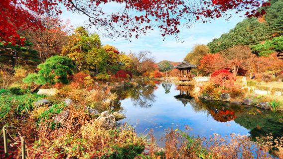 Excursion d'une journée à l'île de Nami et au Jardin botanique de Morning Calm (Départ de Séoul • Guide touristique en chinois et anglais)