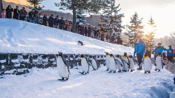 Hokkaido Asahiyama Zoo Day Trip | Zoo Tickets Included | Small Group of 9 (Optional) with Door-to-Door Pickup and Drop-off Service