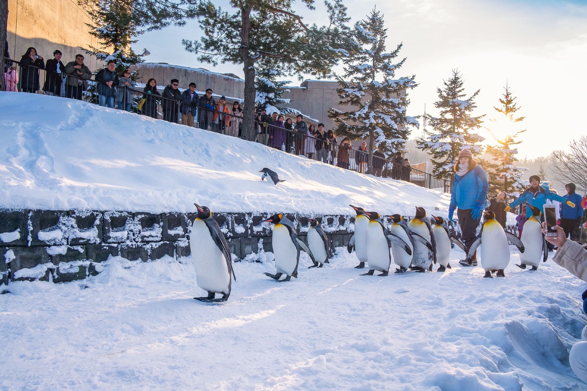 Hokkaido Asahiyama Zoo Day Tour | Zoo Tickets Included | Small Group | Optional Hotel Pickup and Drop-off Service