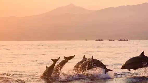 峇里島－羅威納海灘與海豚共度的魔幻早晨