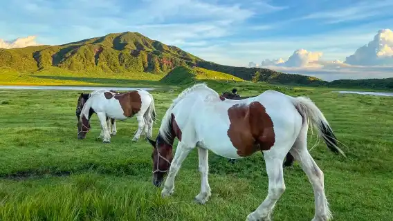 Kyushu Nature & Culture Tour: Sacred Forest, Aso Caldera & Rustic Onsen