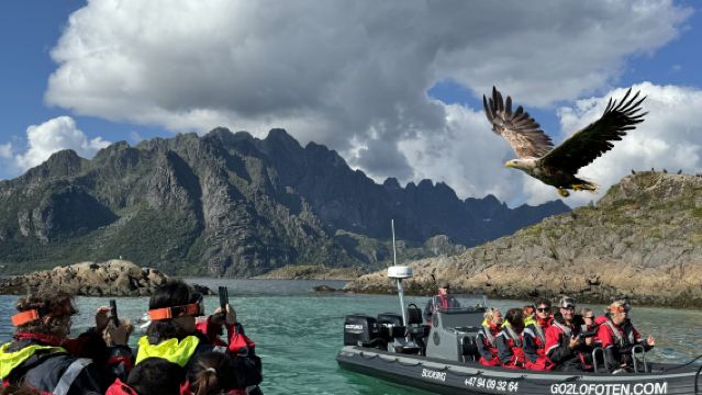Svolvær Fjord Cruise Experience in the Lofoten Islands, Norway (with optional sea eagle watching, sea fishing or Kayaking)