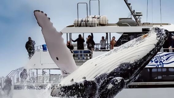紐西蘭凱庫拉賞鯨【可選固定翼飛機/直升機|多班次可選|不同艙等