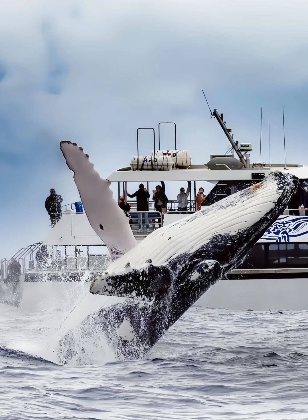 紐西蘭凱庫拉賞鯨【可選固定翼飛機/直升機|多班次可選|不同艙等