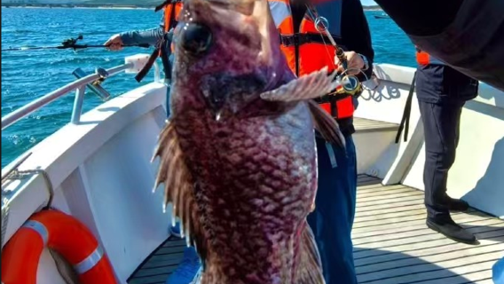 【威海包船海釣】威海劉公島米酷釣魚艇 3小時包船海釣+飲用水+自駕體驗+海釣