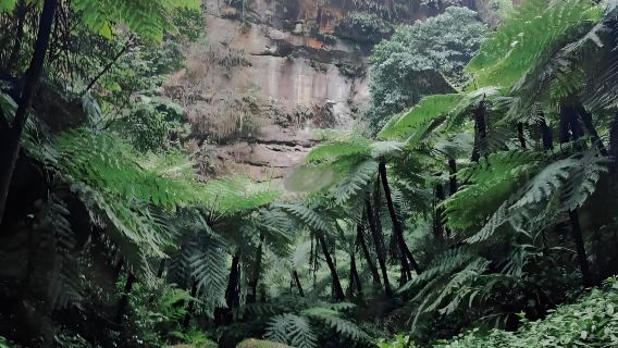 Chengdu Round-trip: Leshan Giant Buddha + Alsophila Canyon (Living Fossils of Plants)|Summer vacation family|on foot)