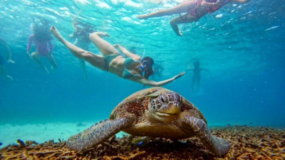 Koh Tao and Koh Nang Yuan Ultimate 5-Stop Snorkeling Adventure