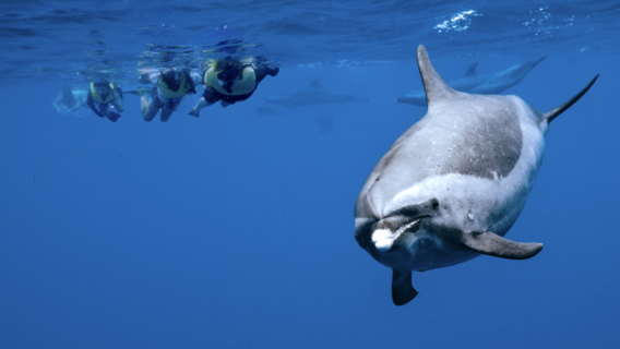 ว่ายน้ำกับโลมาและดำน้ำตื้นที่ไวอานาเอ 3 ชั่วโมง พร้อมกิจกรรมทางน้ำ