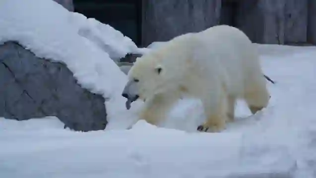 日本札幌來回美瑛青池富良野/可小樽登別北海道多日包車-精選