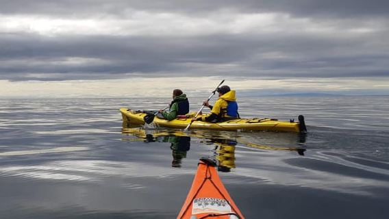 Punta Arenas: Kayaking Trip with Wildlife