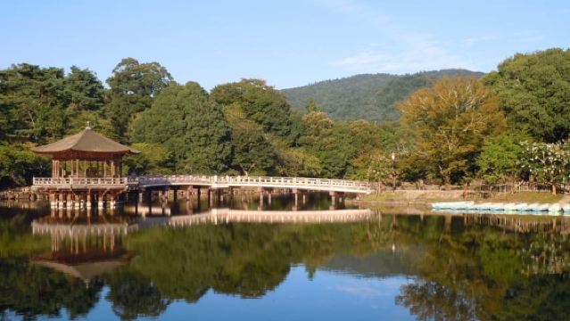 Nara: Todai-ji y parque de Nara (Guía en español)