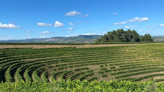 Duero de lujo desde Oporto: paseo privado + almuerzo + vinos