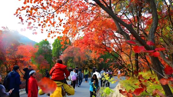 Visita guiada privada de un día al Valle de la Hoja Roja de Jinan