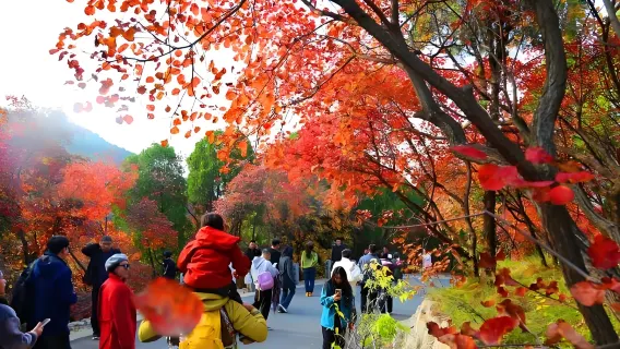 [Tour ngắm lá mùa thu ở Tế Nam] Tour riêng một ngày đến Thung lũng lá đỏ: Thưởng ngoạn lá mùa thu vàng rực.