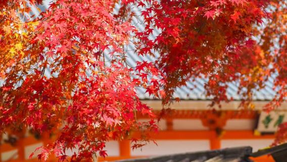 【關西賞楓】勝尾寺-箕面瀑布-美山町包車一日遊【中文司機】