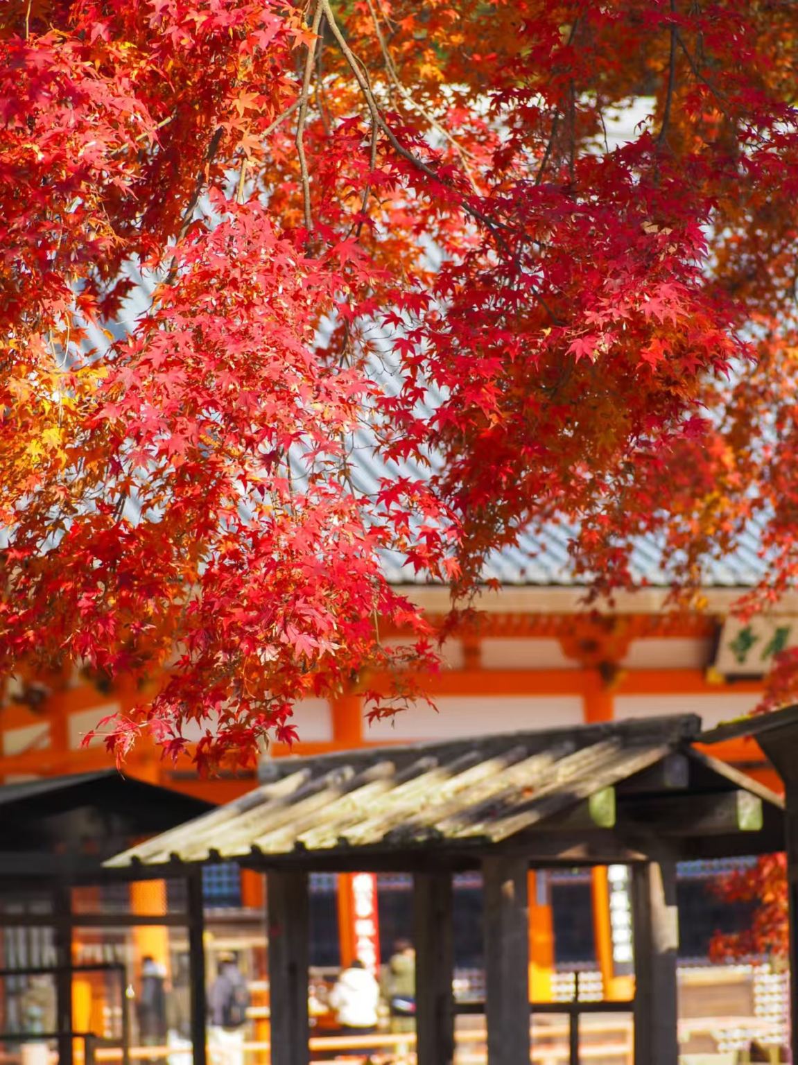 【關西賞楓】勝尾寺-箕面瀑布-美山町包車一日遊【中文司機】