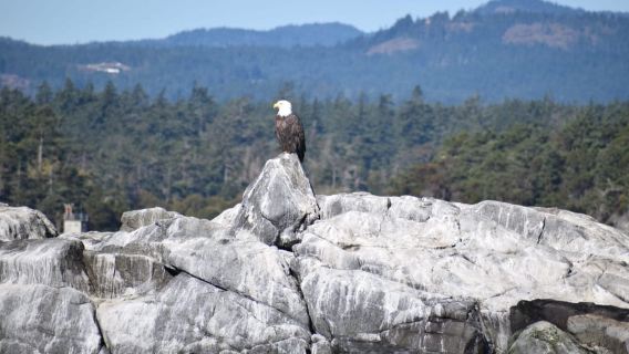 Victoria: 3-stündige Walbeobachtungstour