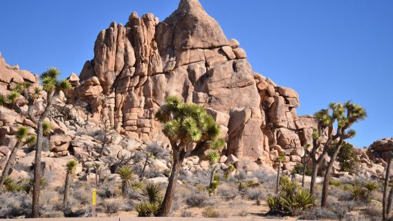 美國洛杉磯來回約書亞樹國家公園+尼克森總統圖書館一日遊