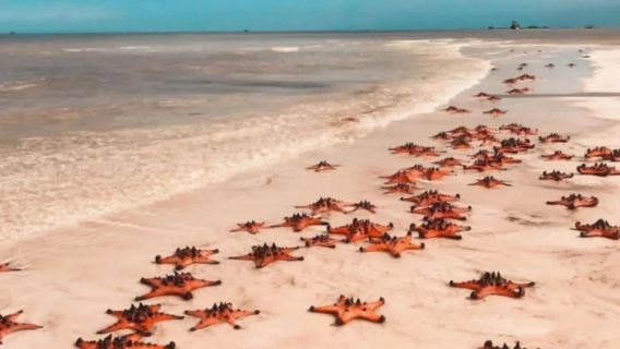 tour di un giorno in kayak sul fiume Cửa Cạn e alla spiaggia delle stelle marine Bãi Sao a Phu Quoc Island