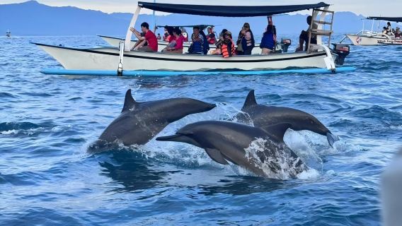 Bali: Lovina dolphin watching & sunrise at sea 1-day tour|Optional snorkeling