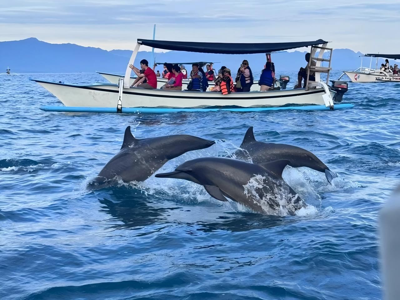 峇里島：羅威納追海豚＆觀海上日出一日遊|可選浮潛