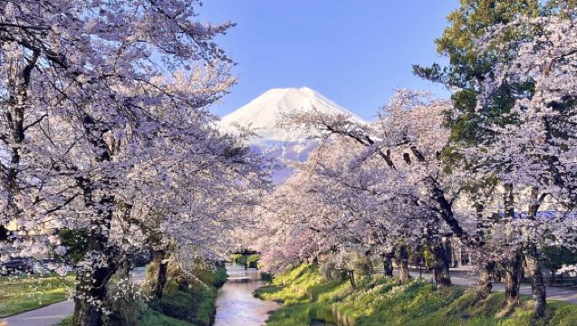 [樱花季]日本東京富士山一日遊【網紅景點純玩打卡|中文導遊|鐵髮團】