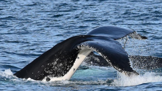 ทริปล่องเรือชมวาฬตามชายฝั่งเกาะฟิลลิปเมลเบิร์น Wildlife Coast Cruises·อัตราการพบวาฬ 75%/ท่องเที่ยวรอบเกาะฟิลลิป/บริการชาเช้าฟรี