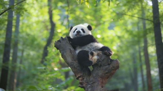 [Billet d'entrée + 2 heures de commentaire | Forfait optionnel] Base de recherche sur l'élevage des pandas géants de Chengdu