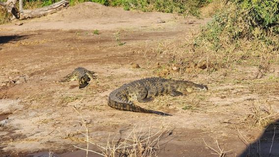 From Victoria Falls: Chobe River Sunset Wildlife Cruise