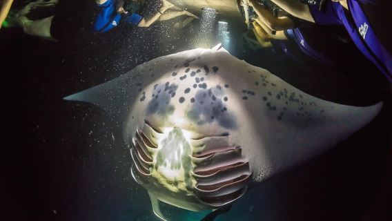 Isla Grande: Nado Nocturno con Mantarraya y Chocolate Caliente