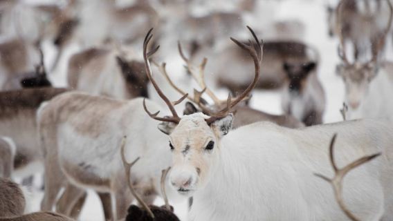 Levi: Authentic Reindeer Herder Day by Snowmobile Sled