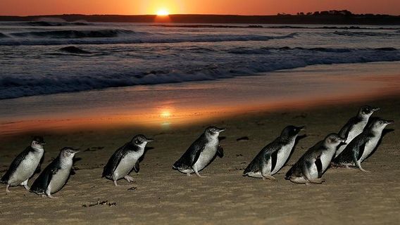 Phillip IslandTours