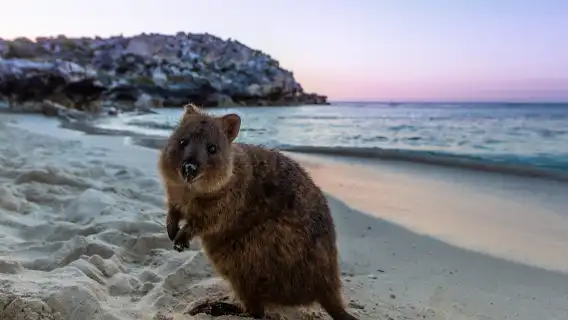 Rottnest Island Ferry Boat Ticket E-Ticket in Western Australia, Australia [One one-way or Round-trip trip options available from Perth/Fremantle]