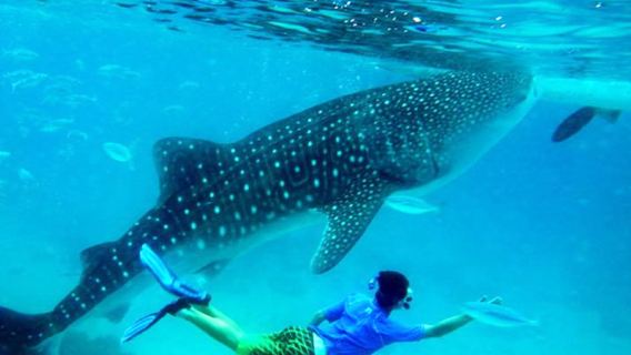 From Cebu, Philippines: Oslob Whale Shark Watching + Moalboal Sardines Run - Cebu Sardines Run 1-day tour