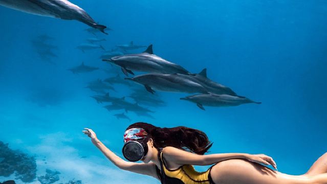 埃及紅海出海一日遊【可選浮潛/深潛/玻璃船/海豚灣追海豚】