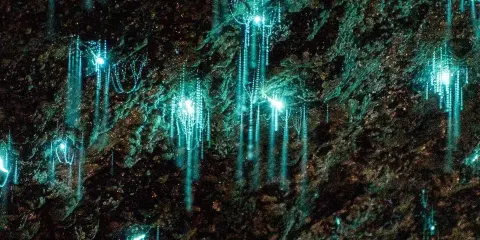 澳洲悉尼螢火蟲隧道+皇家國家公園一日遊